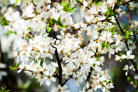 retro photo with noisy texture. tree flowers In the beginning of spring