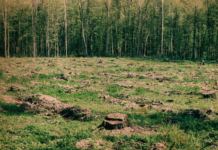 retro photo with noisy texture. Forest trees. nature green wood sunlight backgroundsの写真素材