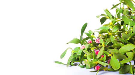 mistletoe bush isolated on white backgroundの写真素材