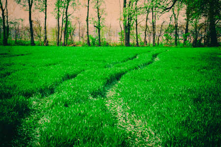 Retro photo with noise texture. Close up on fresh green grass texture background. Nature landscapeの写真素材