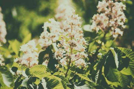 Retro photo. Flowers of chestnut against green leavesの写真素材