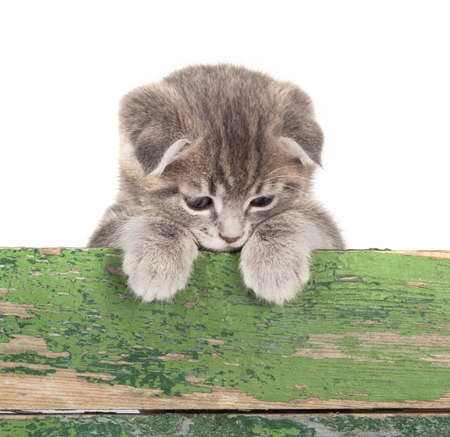 Gray fluffy kitten isolated on white backgroundの写真素材