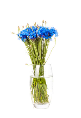 Bouquet of cornflowers isolated on white backgroundの写真素材
