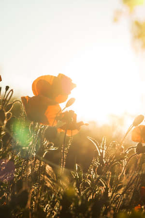 Field of red poppies in the sun.の写真素材