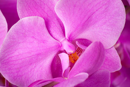 Purple orchid close up.の写真素材
