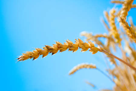 Ripe ear of wheat on a background of blue skyの写真素材