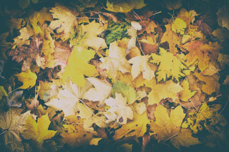 Colorful autumn maple leaves as backgroundの写真素材
