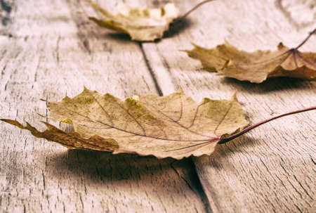 Yellow autumn leaves on wood background.の写真素材