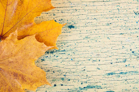 Yellow autumn leaves on wood background.の写真素材