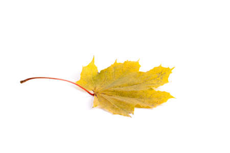 Yellow autumn leaf isolated on white backgroundの写真素材