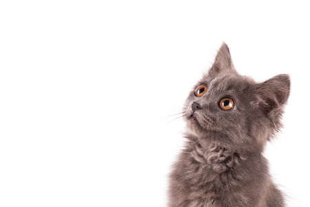 Fluffy kitten isolated on white background.の写真素材