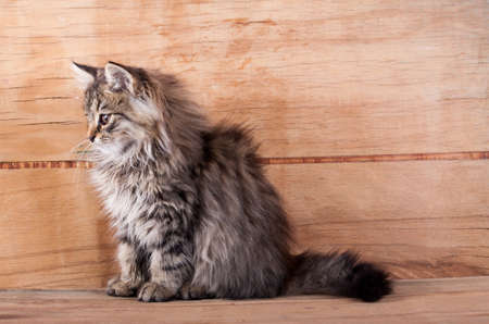 Fluffy kitten close up on wood background.の写真素材