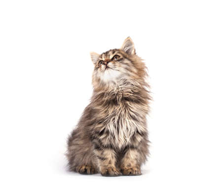 Fluffy kitten isolated on white background.の写真素材