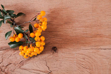 Pyracantha isolated on wood background.の写真素材