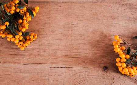 Pyracantha isolated on wood background.の写真素材