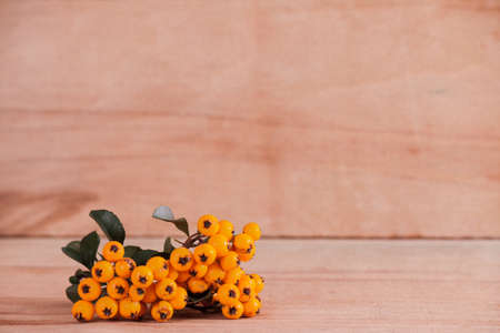 Pyracantha isolated on wood background.の写真素材