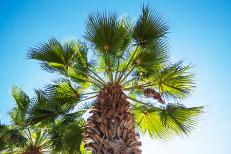 Green palm tree on blue sky background. Nature backgroundの写真素材