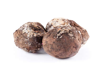 Photo spoiled potatoes isolated on white background. Bad productsの写真素材