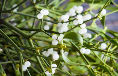 Green mistletoe close up. Nature background. Christmas plantの写真素材