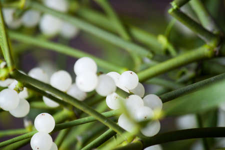 Green mistletoe close up. Nature background. Christmas plantの写真素材