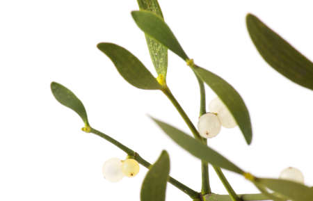 Green mistletoe isolated on white background. Nature background. Christmas plantの写真素材