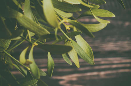 Green mistletoe close up. Nature background. Christmas plantの写真素材