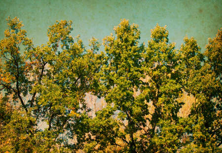 Summer Sunny Forest Trees. Nature background. Vintage photoの写真素材