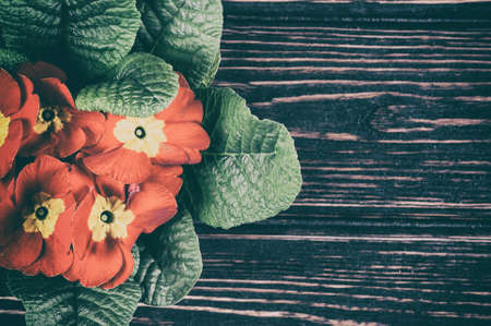 Flowers primrose, primula flowers on wood desk. Nature backgroundの写真素材