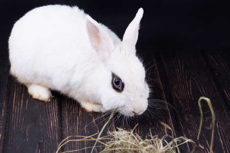 White rabbit and easter eggs on wood desk. Greeting card. Nature backgroundの写真素材