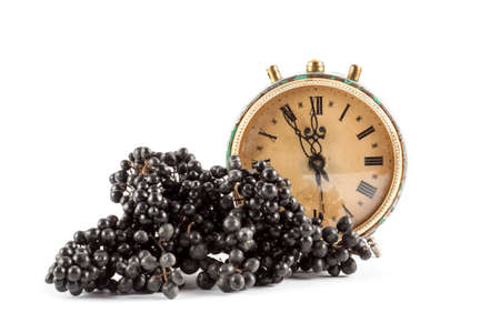 Ripe black rowan isolated on white backgroundの写真素材