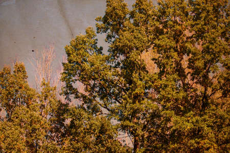 Green forest on a sunny day. Nature backgroundの写真素材