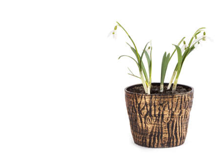 Snowdrop close up on wood desk. Nature background