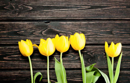 Fresh color tulip on wood desk. Spring flowerの写真素材