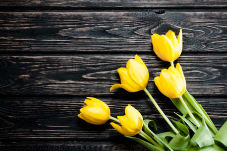 Fresh color tulip on wood desk. Spring flowerの写真素材