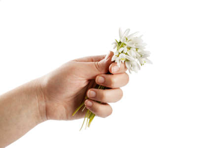 Snowdrop close up isolated on white backgroundの写真素材