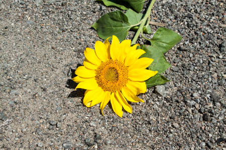 Sunflower grows on the field close up. Nature backgroundの写真素材