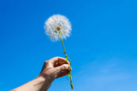 Dandelion in hand against the sky. Nature backgroundの写真素材