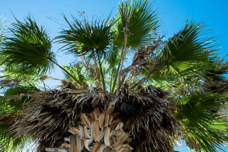 Green palm tree on blue sky. Nature backgroundの写真素材