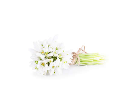 Snowdrop close up on wood desk. Spring flowerの写真素材