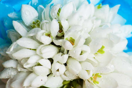 Bouquet of snowdrop close up on wood desk