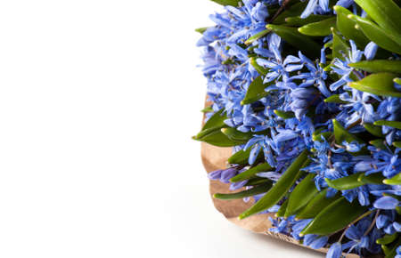 Blue flower in bouquet isolated on white . Spring flowersの写真素材