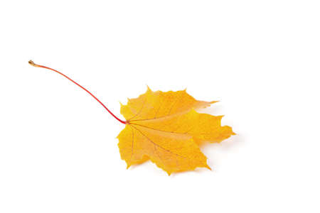 Autumn yellow leaf isolated on white background