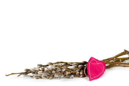 Spring branch isolated on white background. Nature backgroundの写真素材