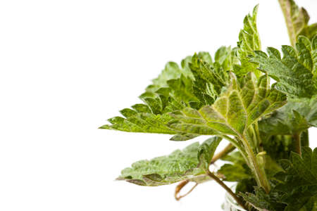 Stinging nettle isolated on white background. Food ingredientsの写真素材