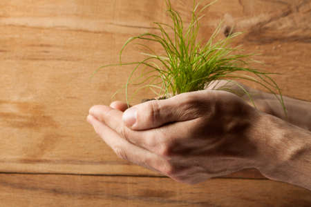 Green grass with earth in hand on wood backgroundの写真素材