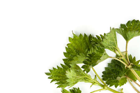 Stinging nettle isolated on white background. Food ingredientsの写真素材