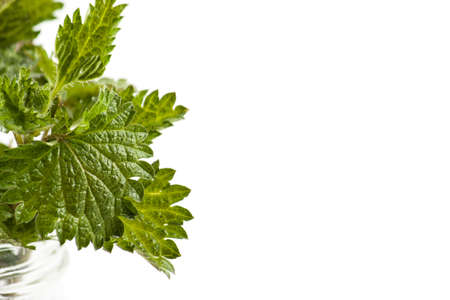 Stinging nettle isolated on white background. Food ingredientsの写真素材