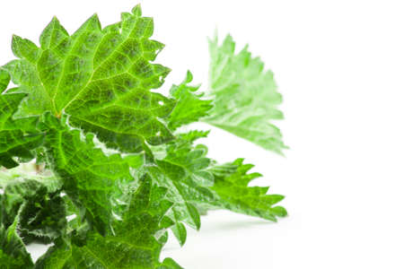 Stinging nettle isolated on white background. Food ingredientsの写真素材