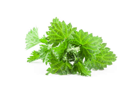 Stinging nettle isolated on white background. Food ingredients