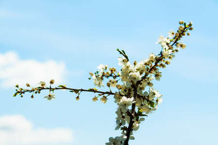 Spring blossom in nature. Landscape. Nature background